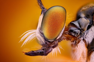 Extreme sharp and detailed view of Robber fly head - obrazy, fototapety, plakaty
