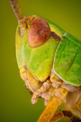 Sharp and detailed macro portrait of Green grasshopper