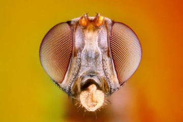 Extreme sharp and detailed study of 3 mm fly head