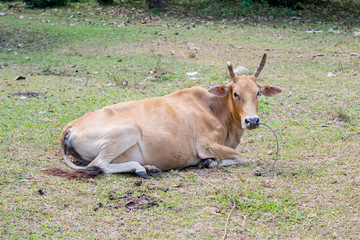 Naklejka na ściany i meble Thai native breed cow