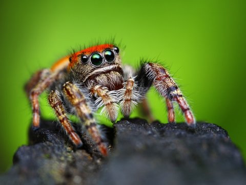 Phidippus whitmani jumping spider closeup