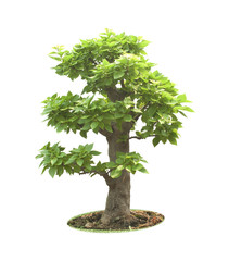 Fototapeta premium bonsai tree