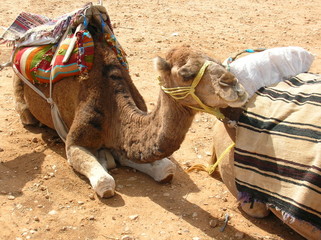 Camel