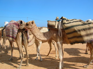 Camel