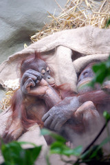 Uranutahn © foto-stuemper