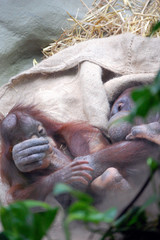 Uranutahn © foto-stuemper