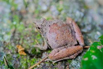 Mountain frog