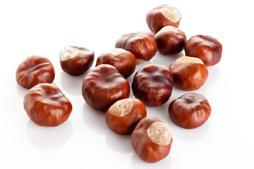 Chestnut on white background