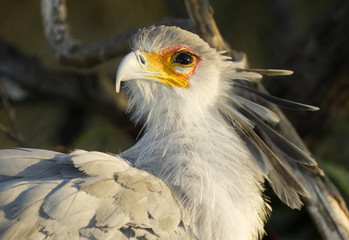 Fototapeta premium Secretary Bird Looks Back Animal Bird Wildlfie