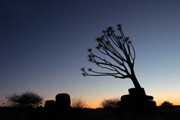 Desert sunrise with quiver tree