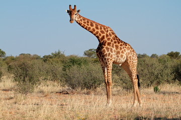 Giraffe bull