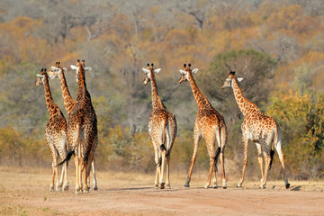 Troupeau de girafes
