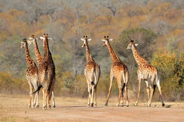 Crédence de cuisine en verre imprimé Girafe Troupeau de girafes