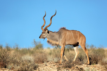 Kudu antelope, Kalahari desert