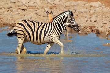 Fototapeta na wymiar Plains Zebra w wodzie, Park Narodowy Etosha