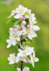 Spring apple branch