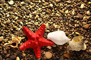 Seastar on pebbles