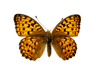 butterfly isolated on the white