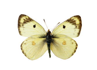 butterfly isolated on the white