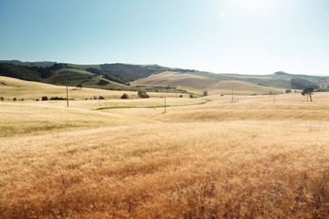 Fototapeta na wymiar barley hills Tuscany, Italy