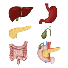 digestive organs, isolated on whithe background