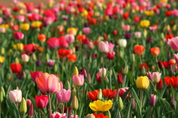 Obraz premium Tulpenfeld