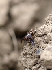 Spider on soil