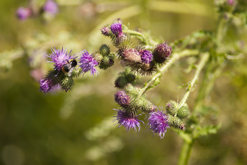 Thistle flower with bumble-bee