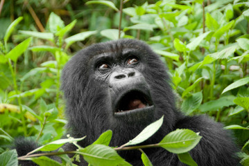 Mountain Gorilla in Volcano National Park (Rwanda) - obrazy, fototapety, plakaty