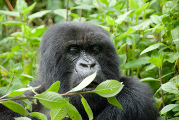 Mountain Gorilla in Volcano National Park (Rwanda)