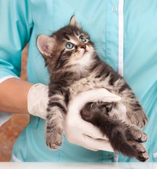 Cute kitten