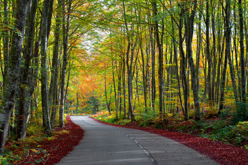 road in the forest in autumn, fall colors - 62919606