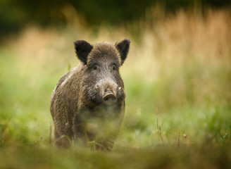 Wild boar walking through forest - obrazy, fototapety, plakaty