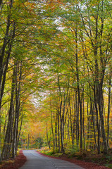 road in the forest in autumn, fall colors