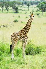 Rothschild giraffe, Murchison Falls National Park (Uganda)