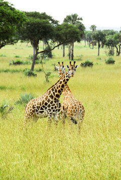 Fototapeta Rothschild giraffes, Murchison Falls National Park (Uganda)