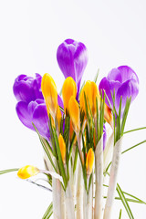 violet and yellow  flowers  crocus isolated on white background