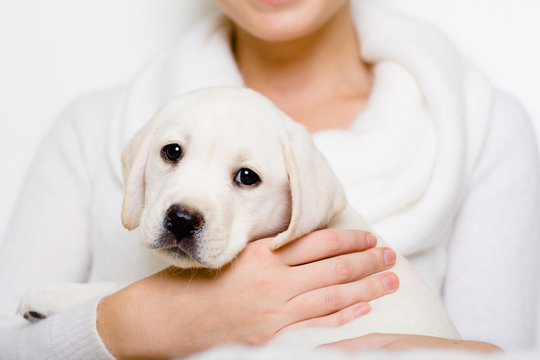 Labrador puppy sits on the hands of woman in white sweater