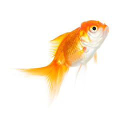 Fototapeta premium Close up of swimming goldenfish, isolated on white