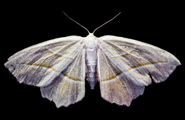Moth Three