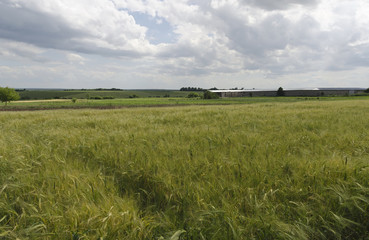 Naklejka premium Summer-time landscape with wheat field and sky