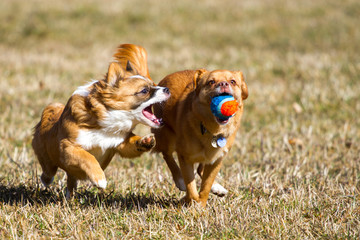 Hundeaction mit einem Ball