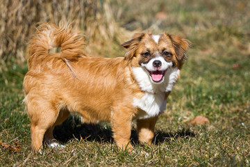 Hundeportrait