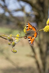 frühling / spring