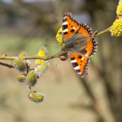 frühling / spring