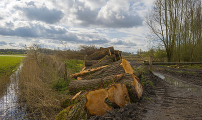 Stack of wood in a field in a cloudy spring