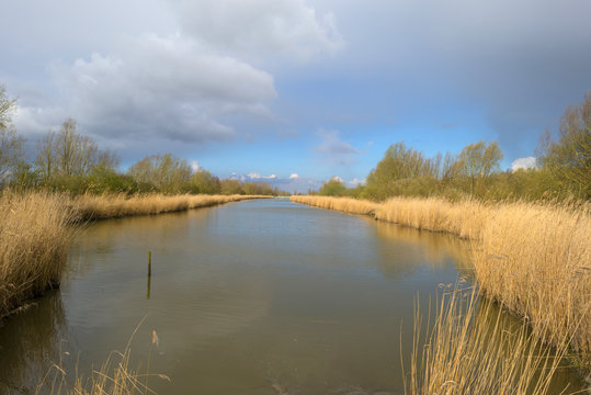 Reed bed along a lake in a cloudy spring