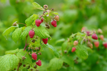 Organic ripe raspberries on bunch