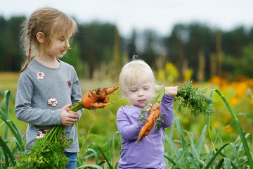 Adorable little girls picking carrots