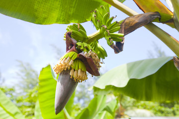 banana blossom and fruits - 62926634